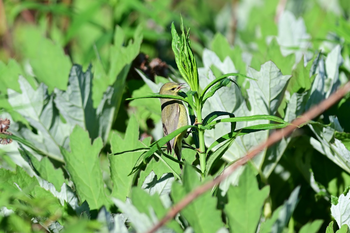 Orange-crowned Warbler - Mike Charest