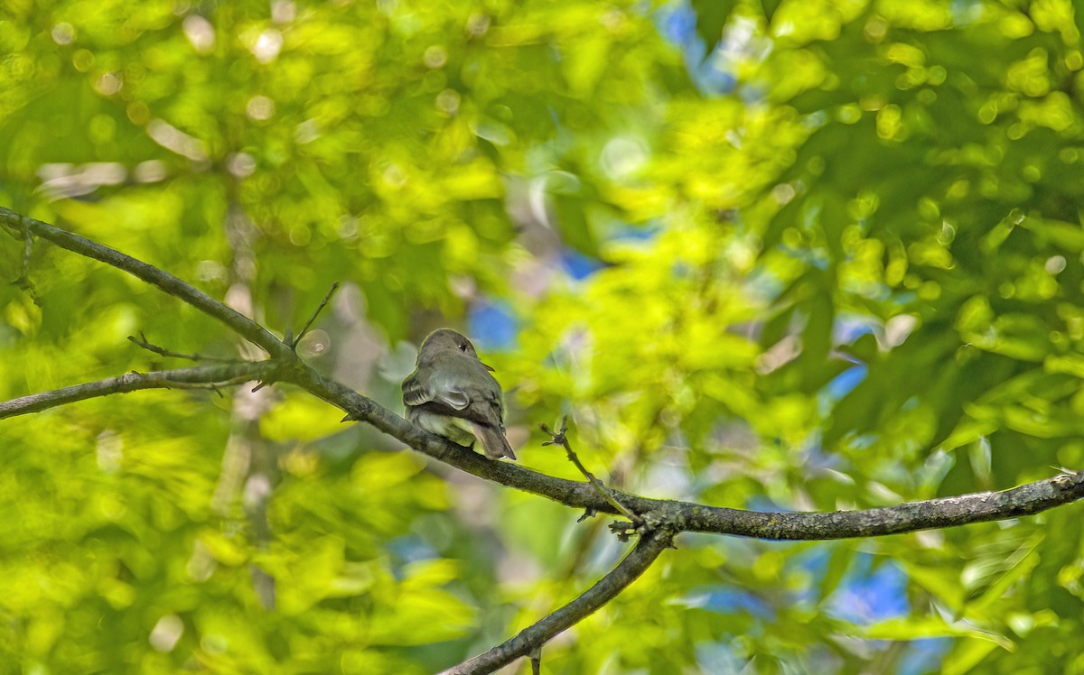 Least Flycatcher - ML618896852