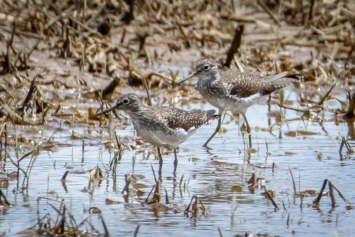 Solitary Sandpiper - Denise Hargrove