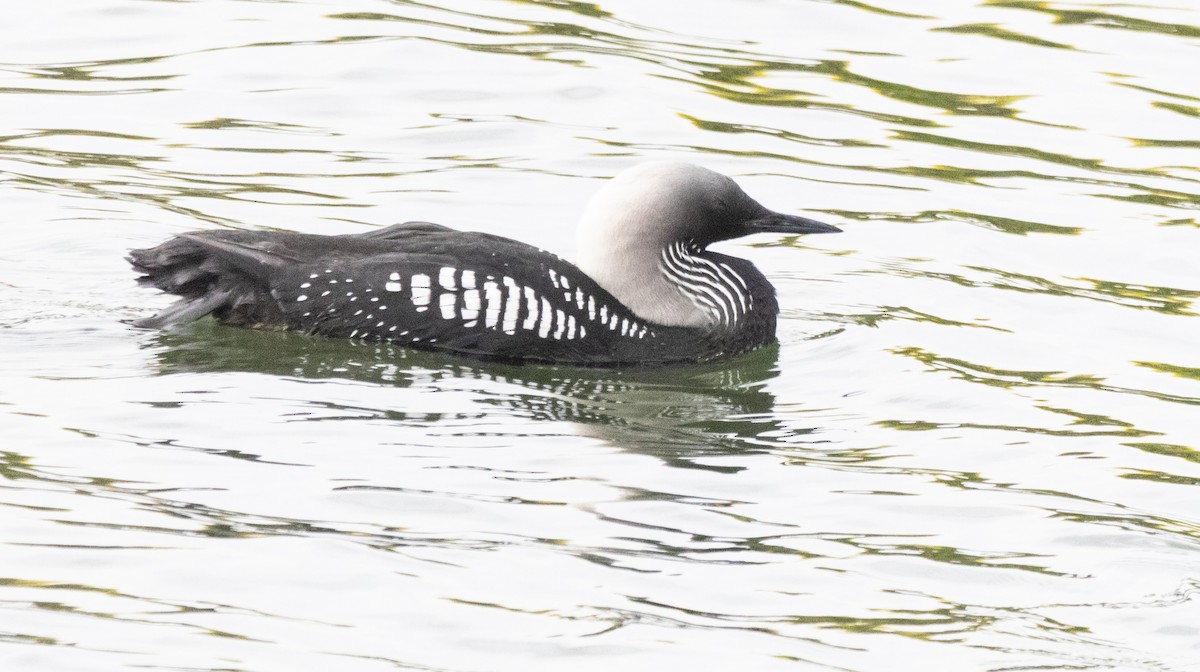 Pacific Loon - Timothy Aarons