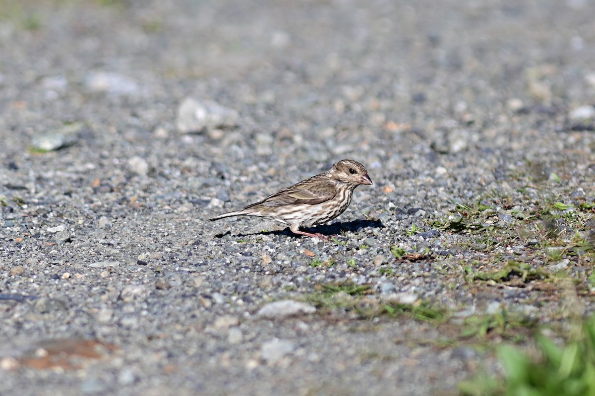 Purple Finch - Mike Charest