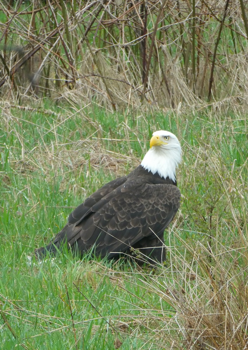 Bald Eagle - Pamela Mull