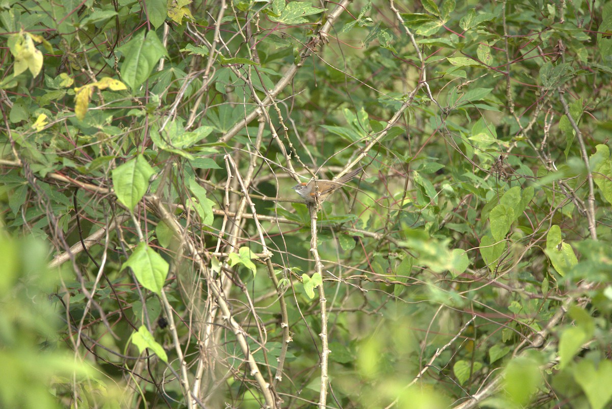 Pale-breasted Spinetail - Yasmin Martinez (Birding Piedemonte) Casanare