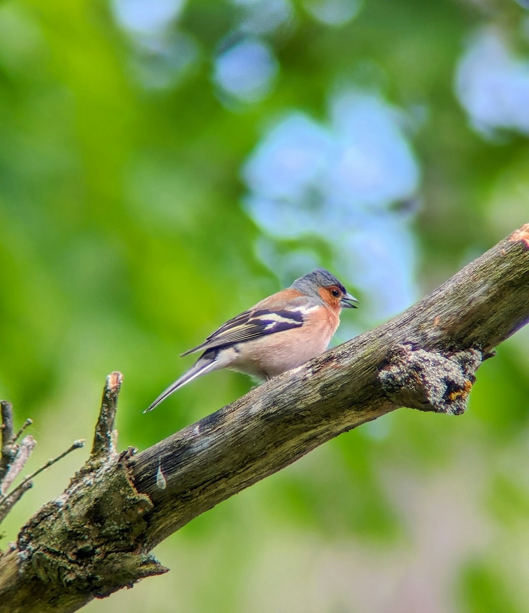 Common Chaffinch - Marin Ultramarin