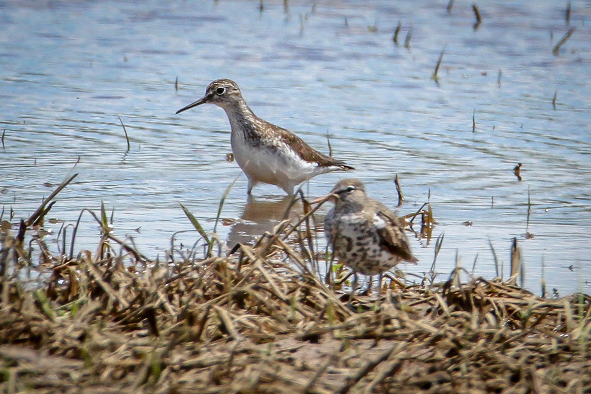 Solitary Sandpiper - Denise Hargrove