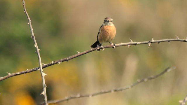 European Stonechat - ML618896906