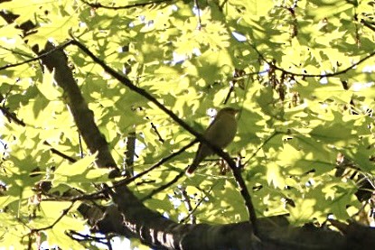 Worm-eating Warbler - Leslie Steinberger