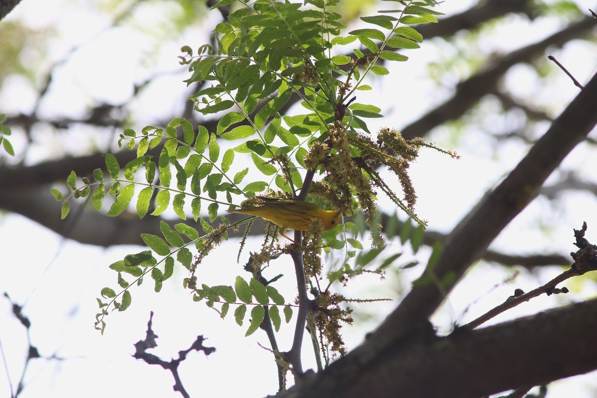 new world warbler sp. - Joseph Attaway