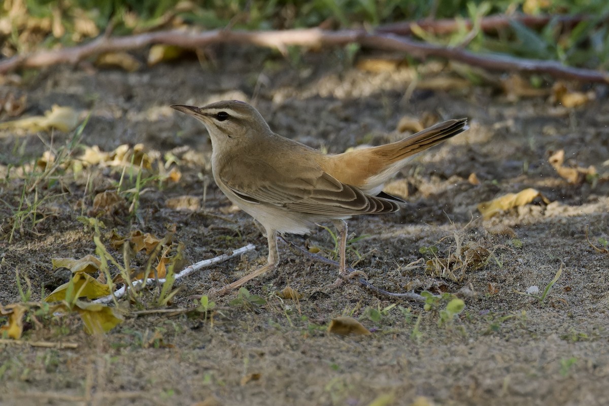 Rufous-tailed Scrub-Robin - ML618896928