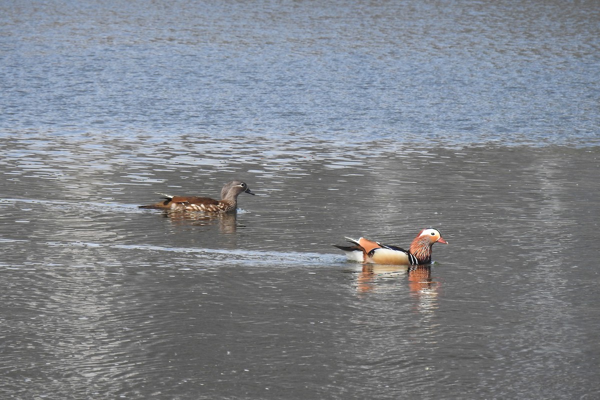 Mandarin Duck - Peter Hines