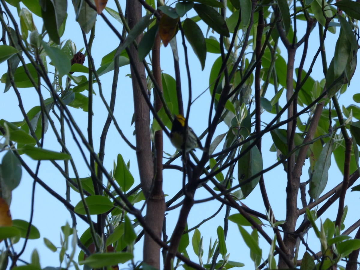 Black-throated Green Warbler - ML618896941