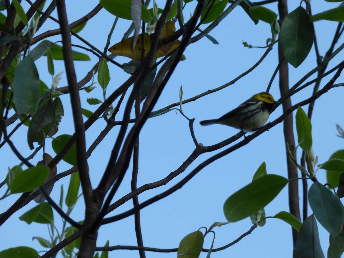 Black-throated Green Warbler - ML618896943