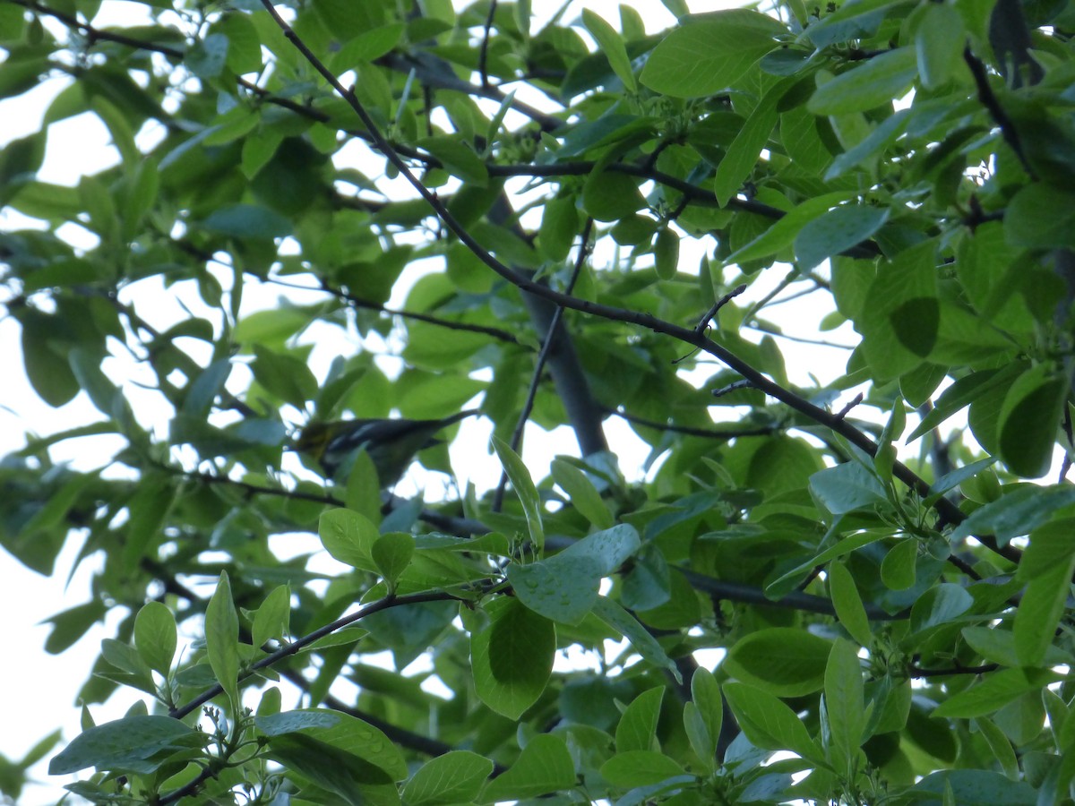 Black-throated Green Warbler - ML618896944