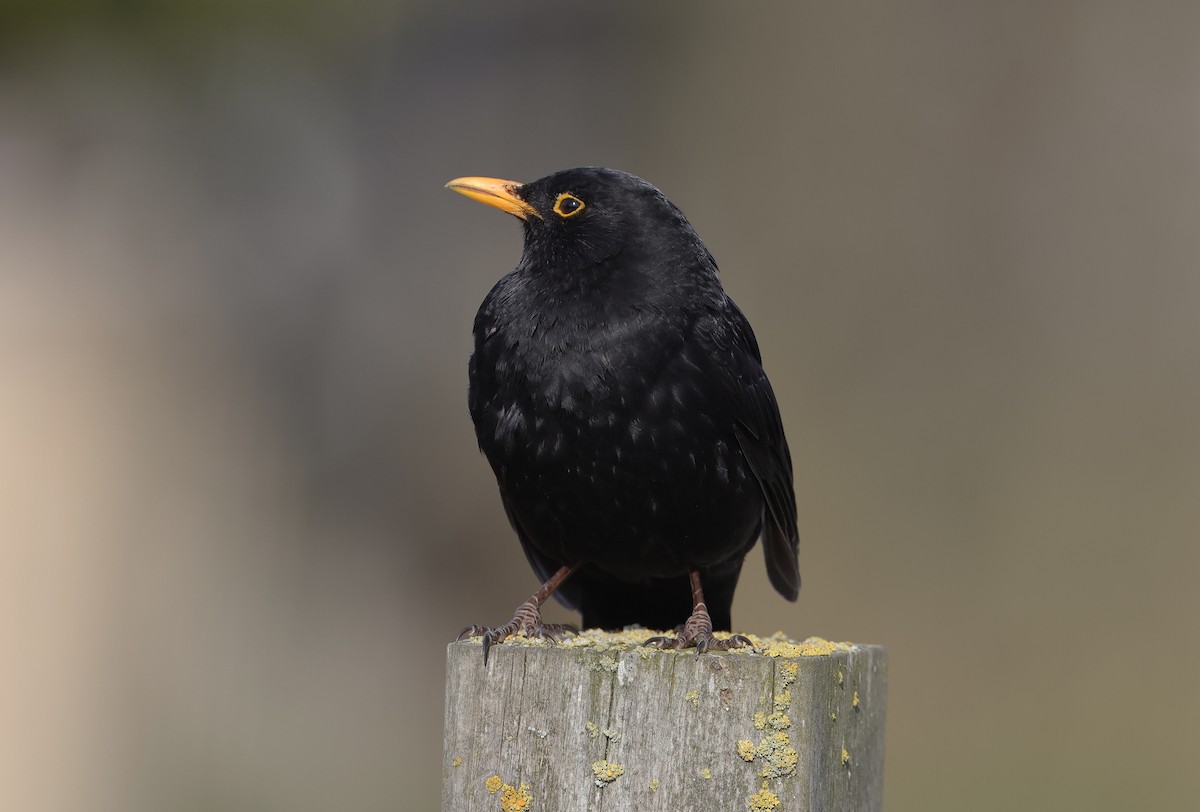 Eurasian Blackbird - Mats  Wallin