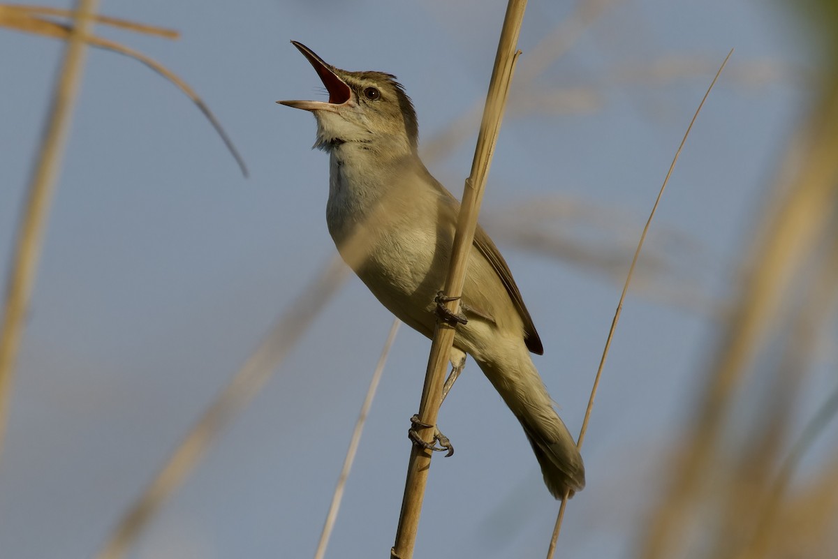 Clamorous Reed Warbler - Ted Burkett