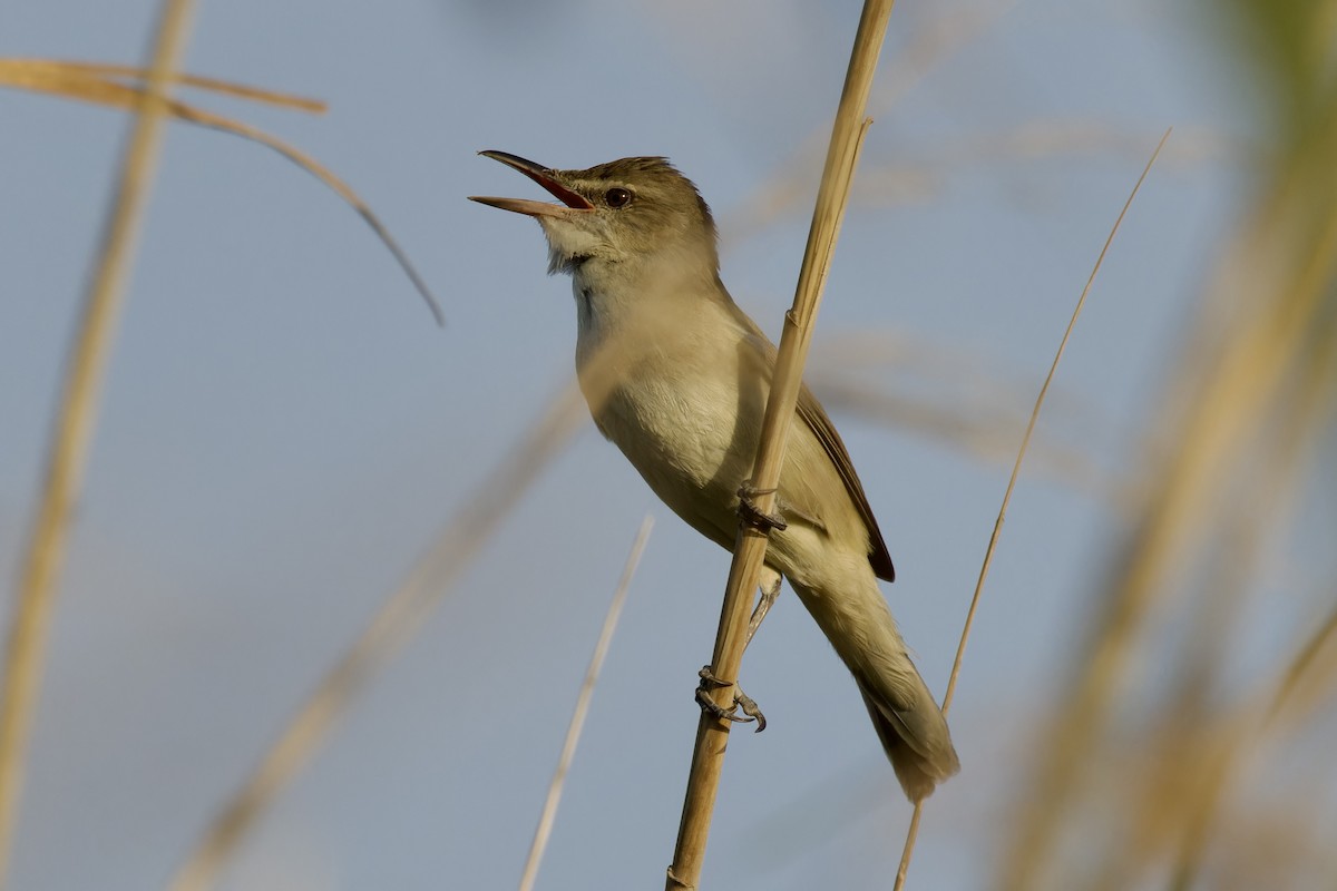 Clamorous Reed Warbler - ML618896951