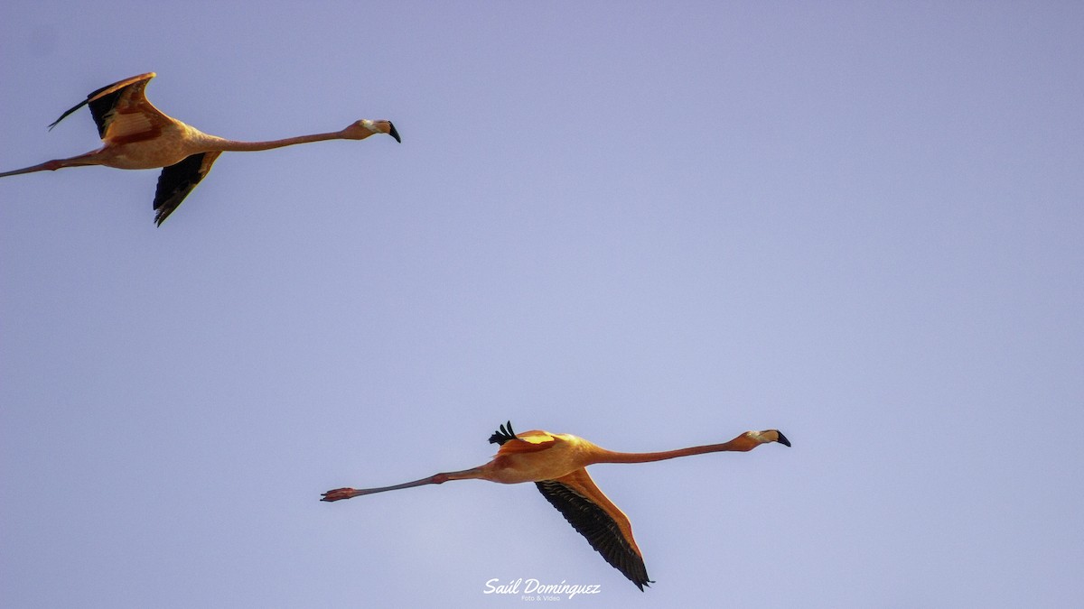 American Flamingo - ML618896980