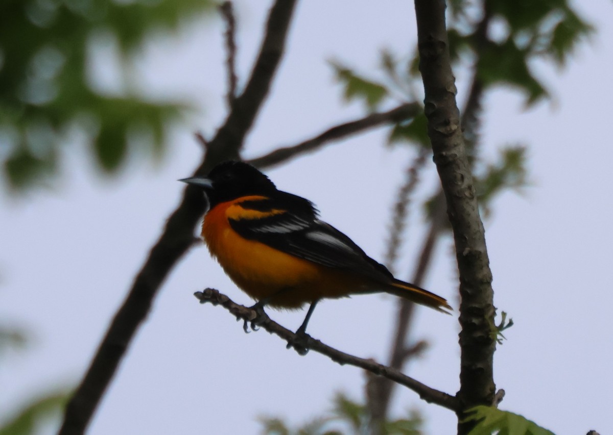 Baltimore Oriole - Kathryn Mattingly