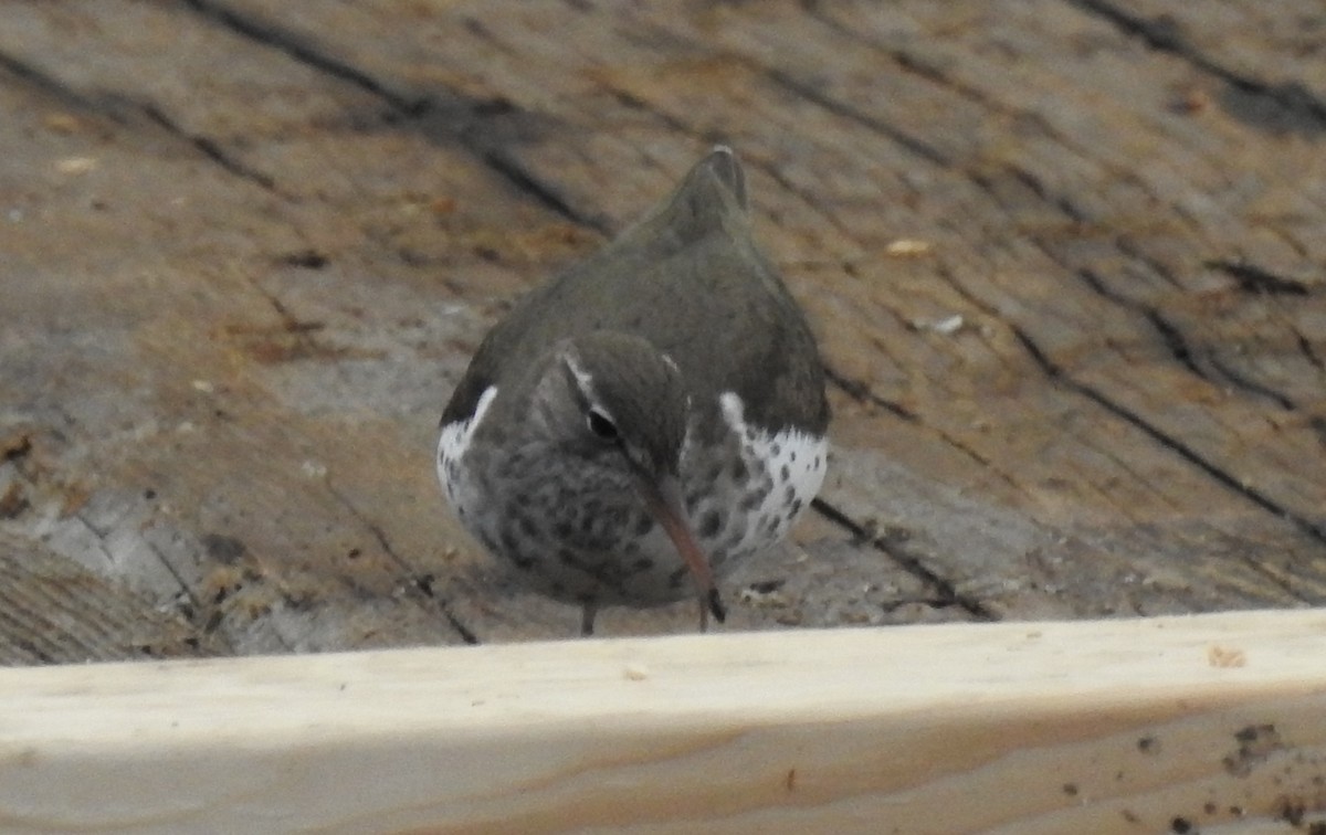 Spotted Sandpiper - ML618897004