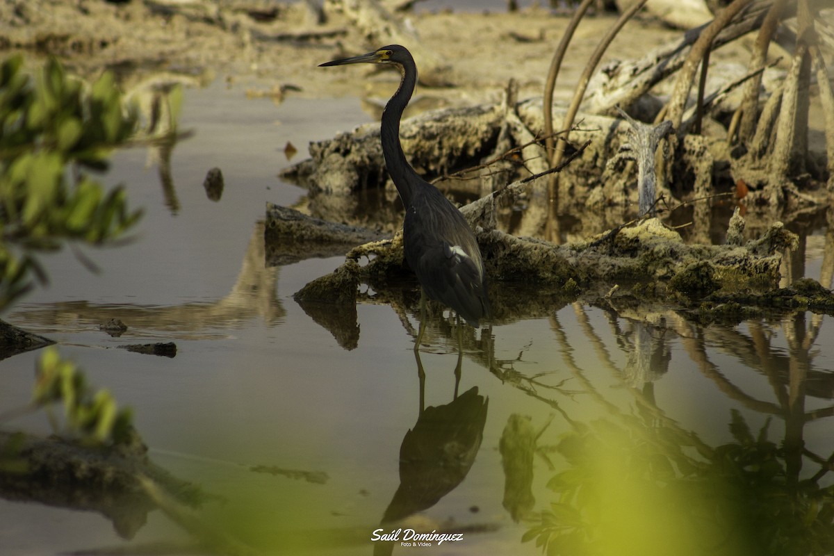 Tricolored Heron - ML618897020