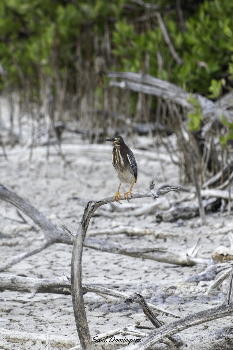 Green Heron - ML618897031