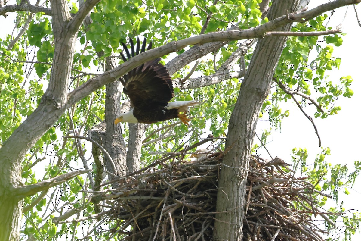 Bald Eagle - Keith Pflieger