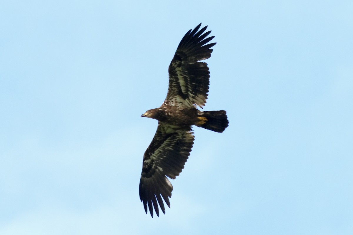 Bald Eagle - Keith Pflieger