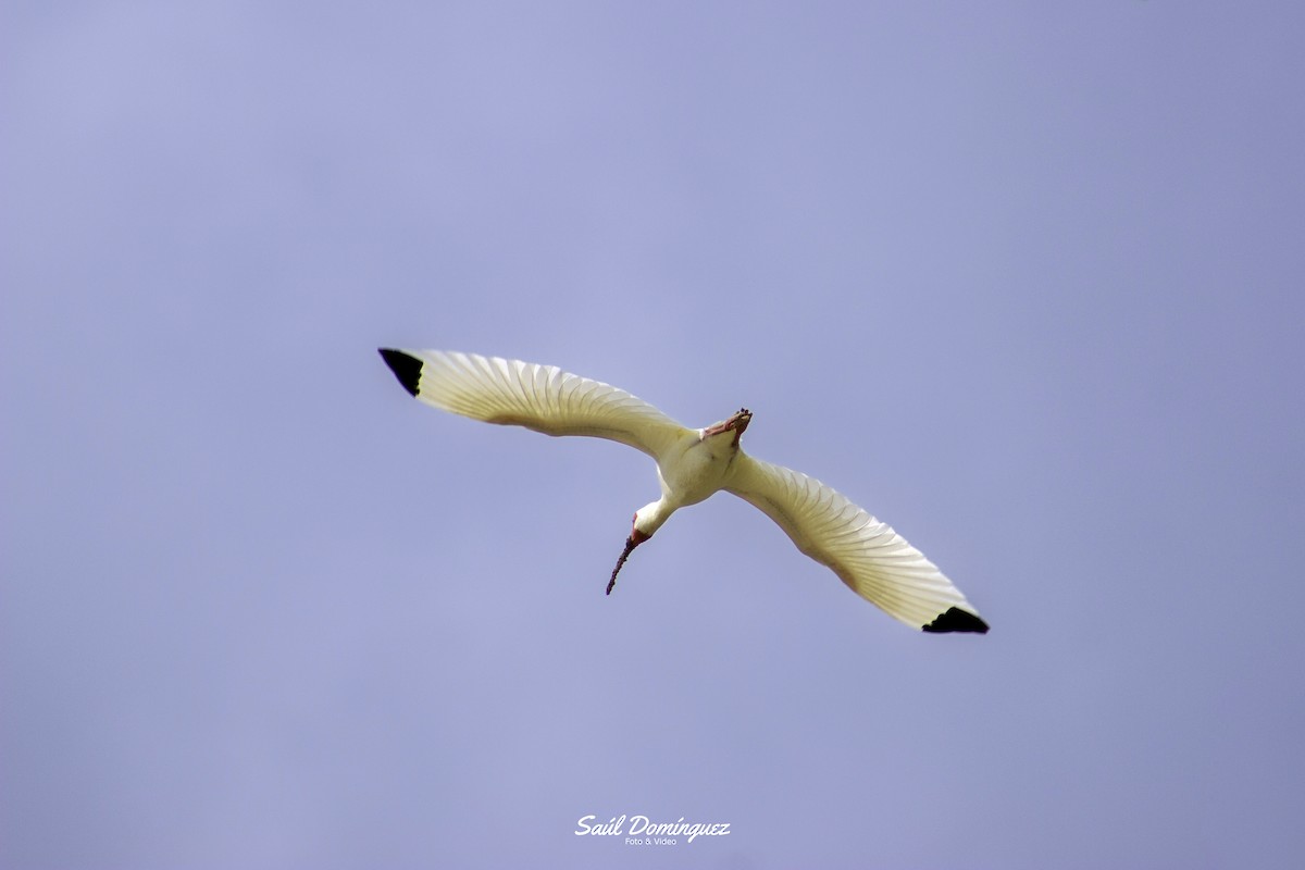 White Ibis - ML618897043