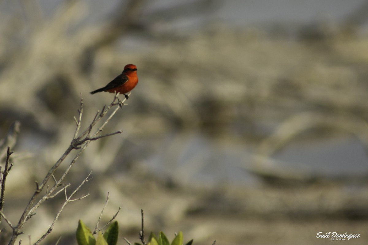 Vermilion Flycatcher - saul dominguez