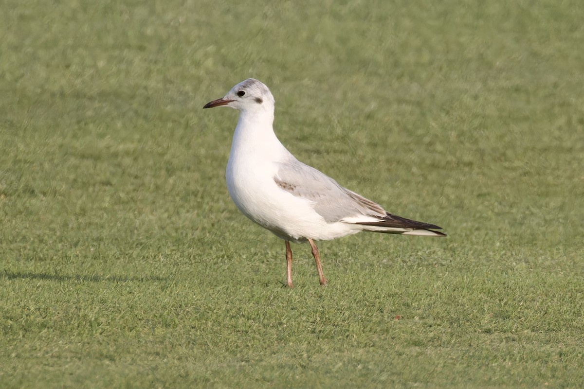 Mouette rieuse - ML618897062