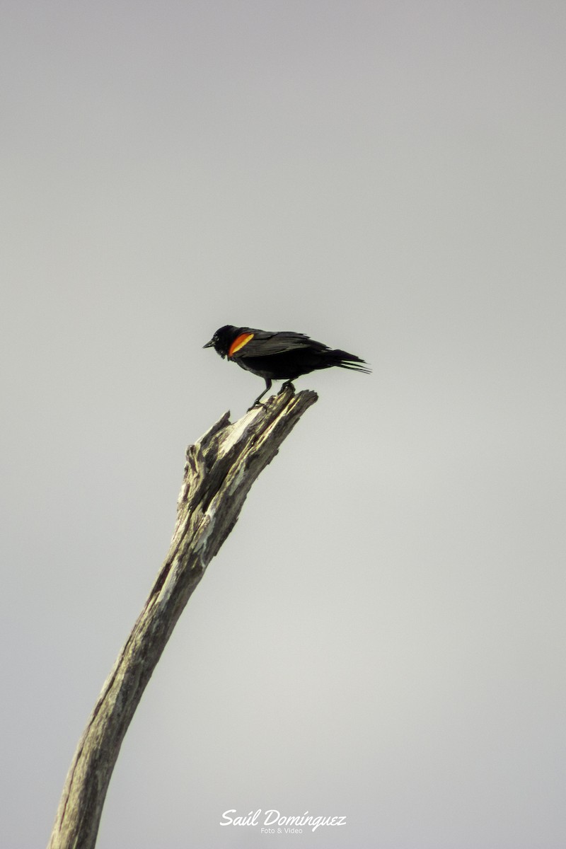 Red-winged Blackbird - ML618897071