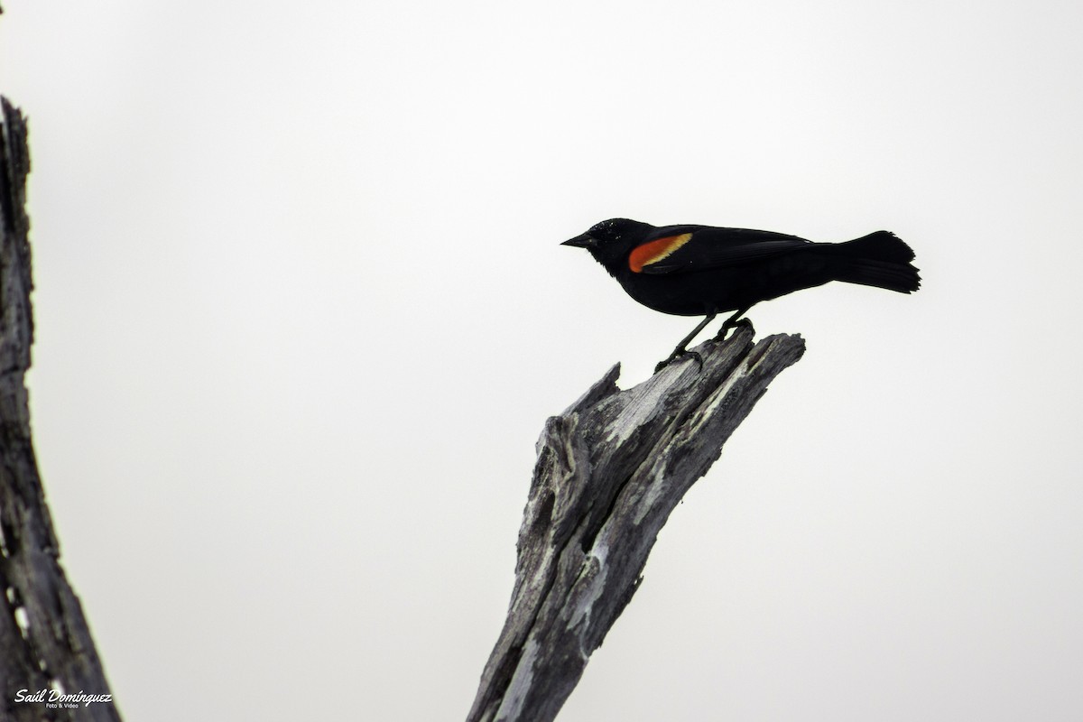 Red-winged Blackbird - saul dominguez