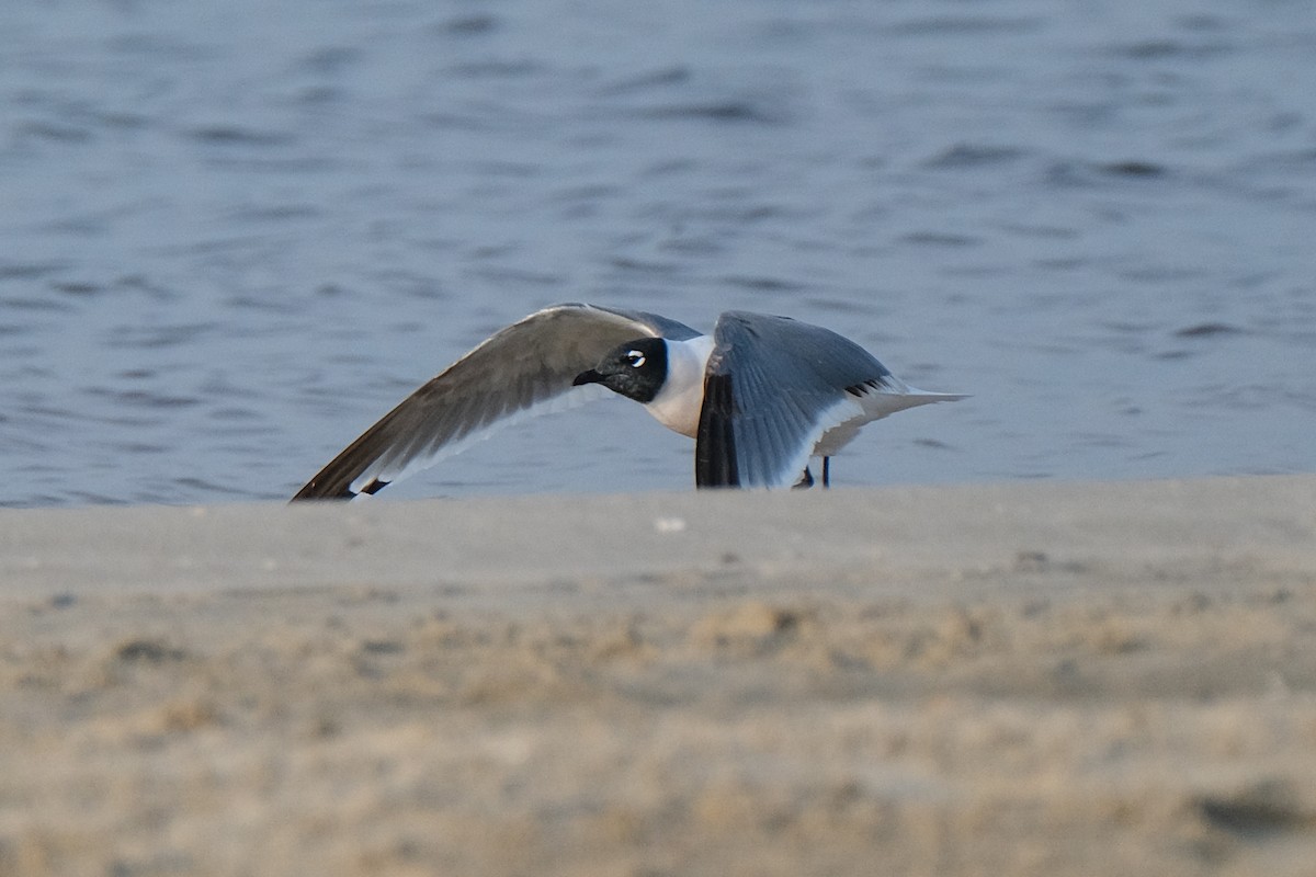 Franklin's Gull - James Smithers