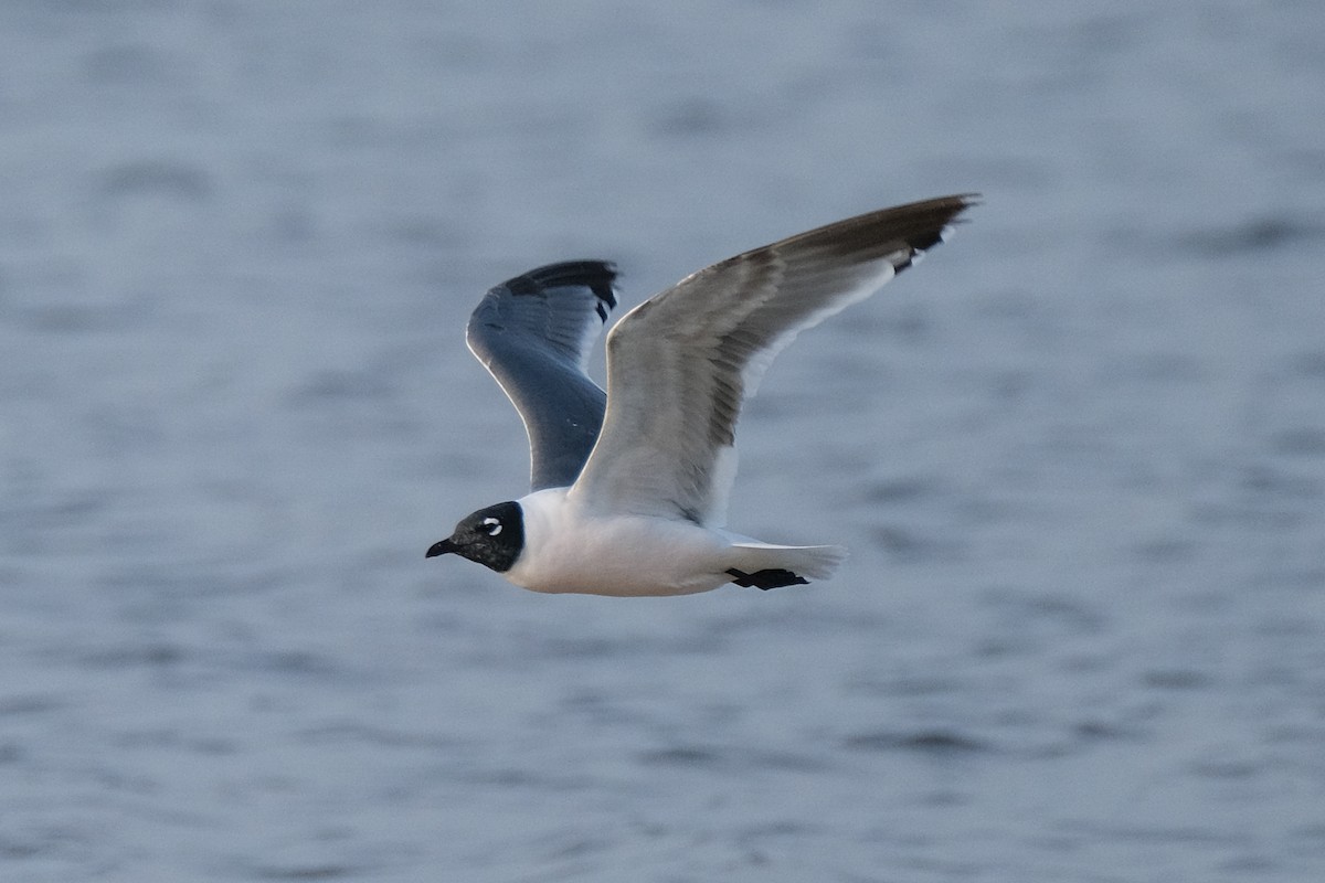 Franklin's Gull - James Smithers