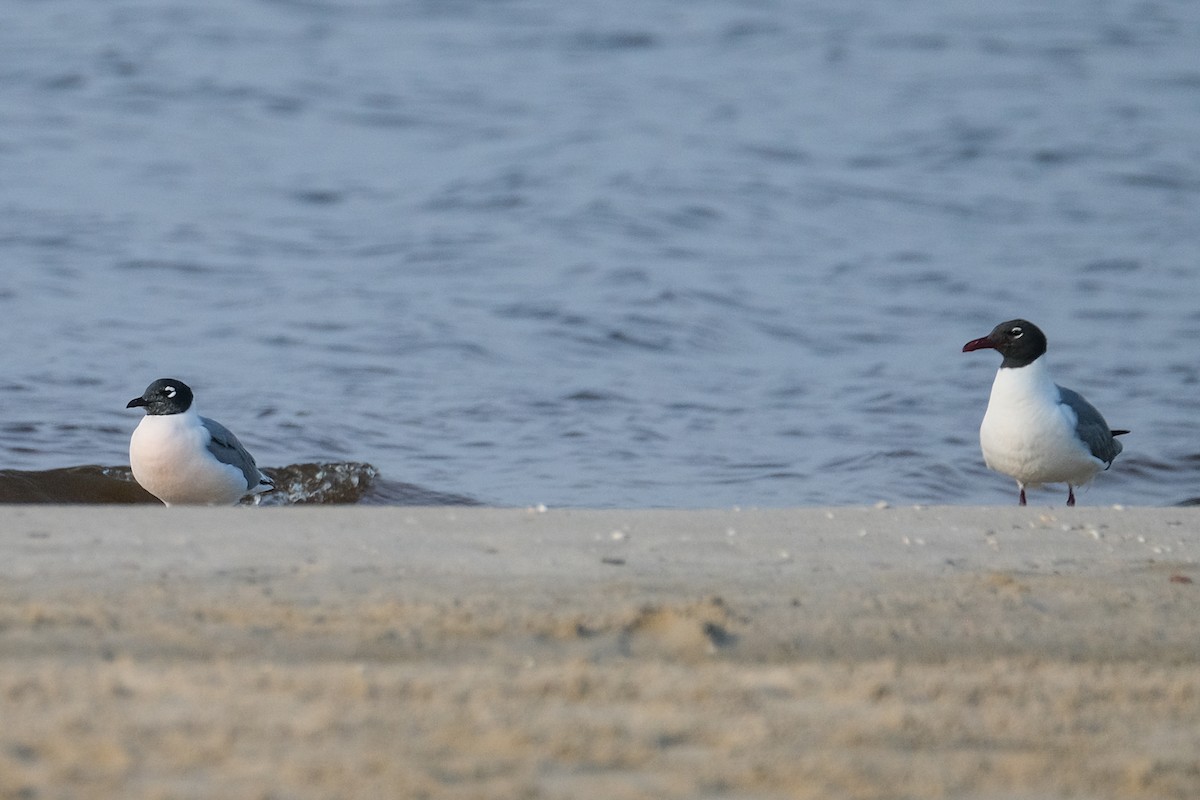 Franklin's Gull - James Smithers