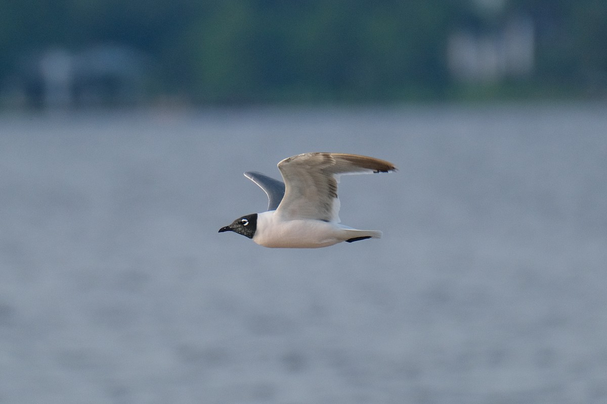 Franklin's Gull - James Smithers