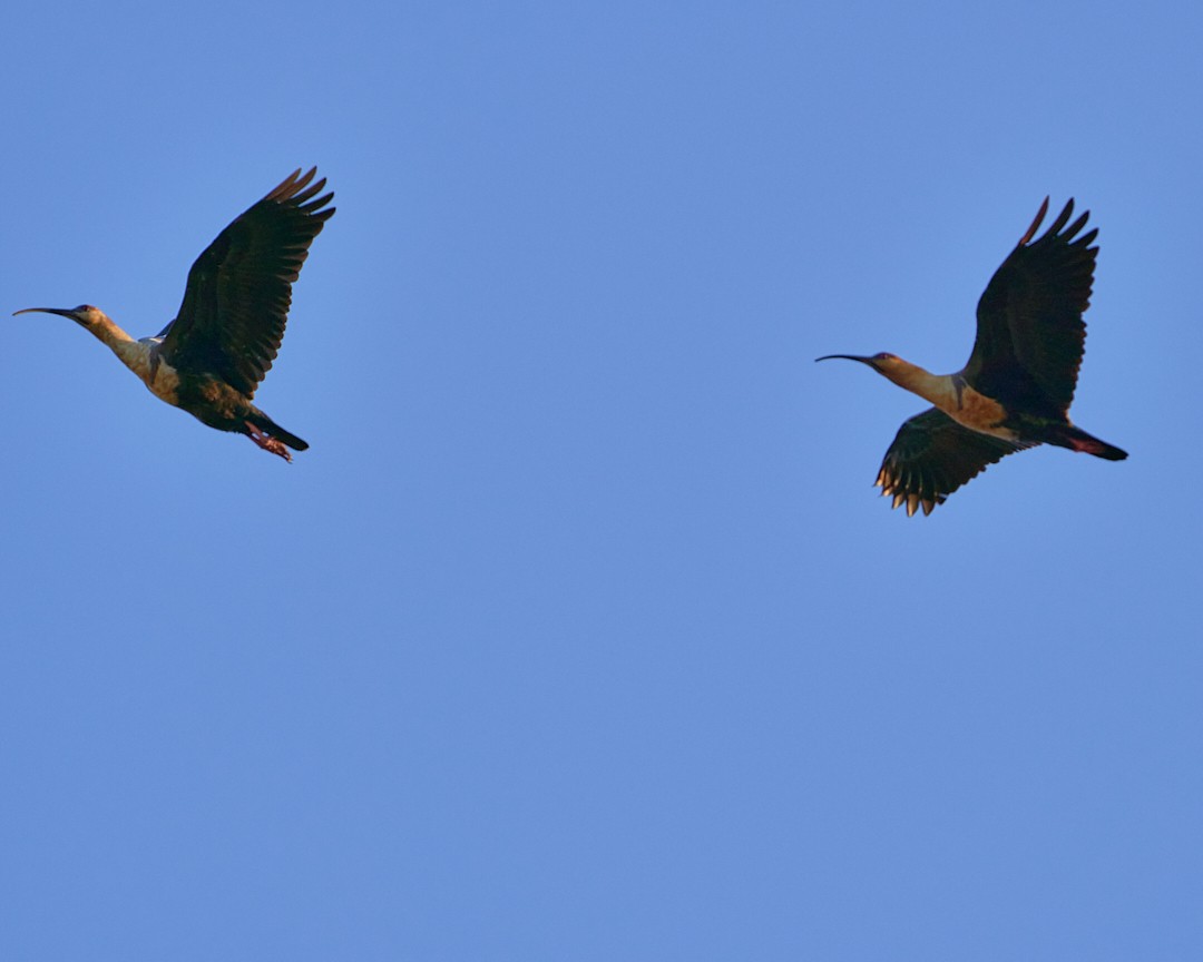 Black-faced Ibis - Angélica  Abarca