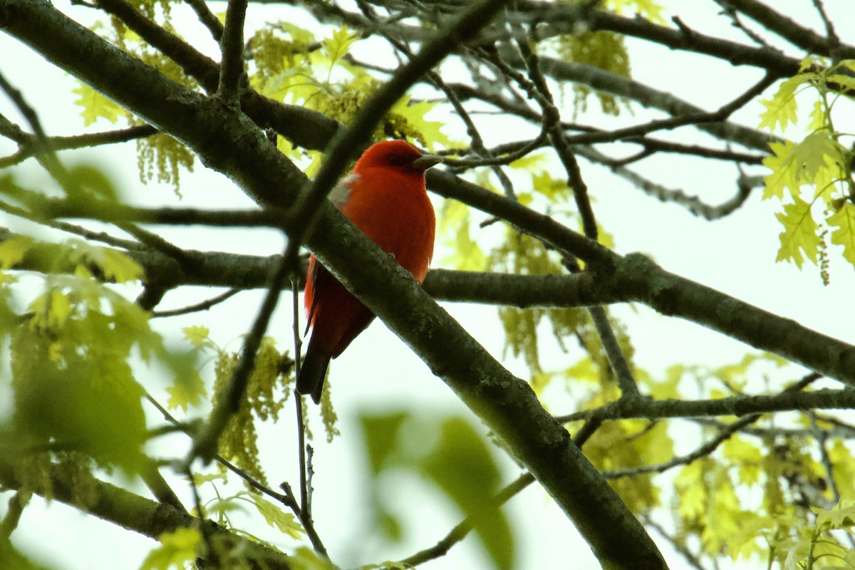 Scarlet Tanager - ML618897146