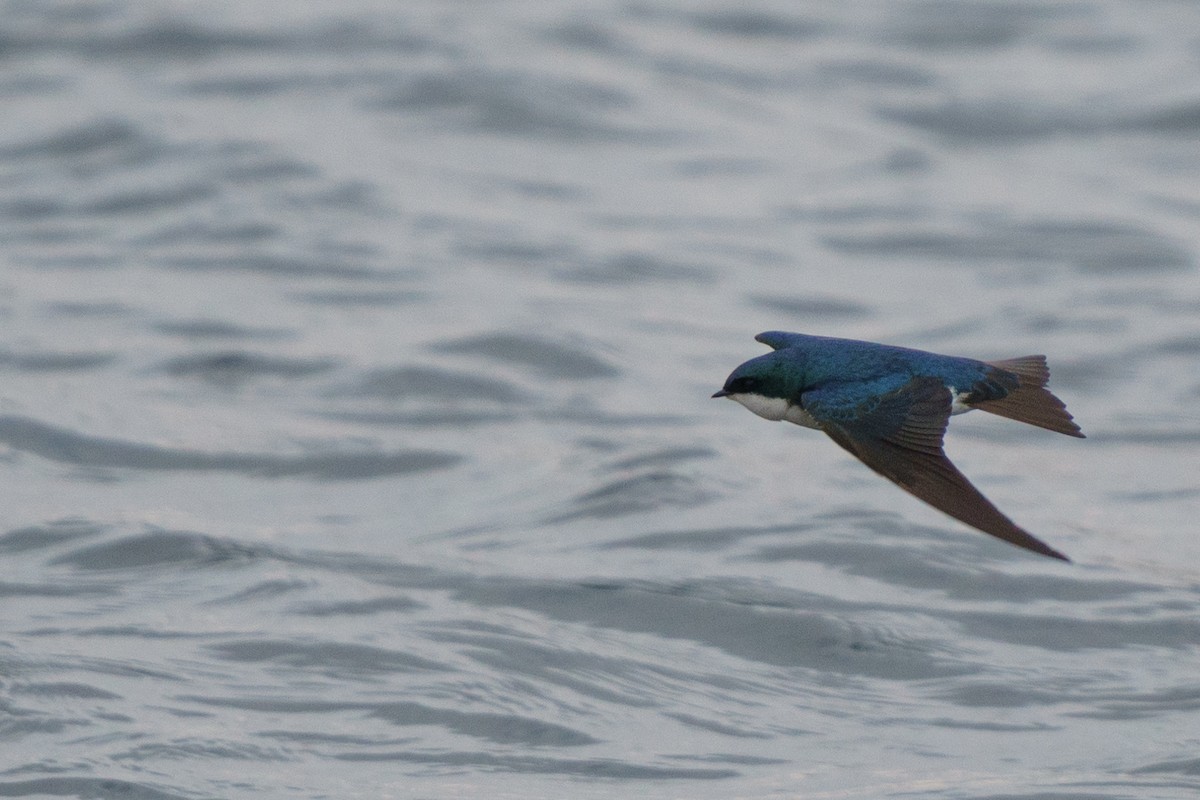 Golondrina Bicolor - ML618897157