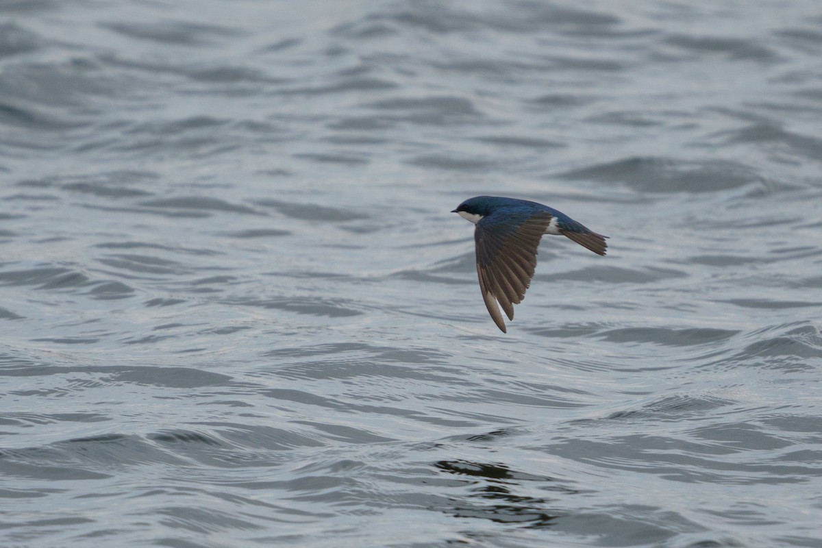 Golondrina Bicolor - ML618897158