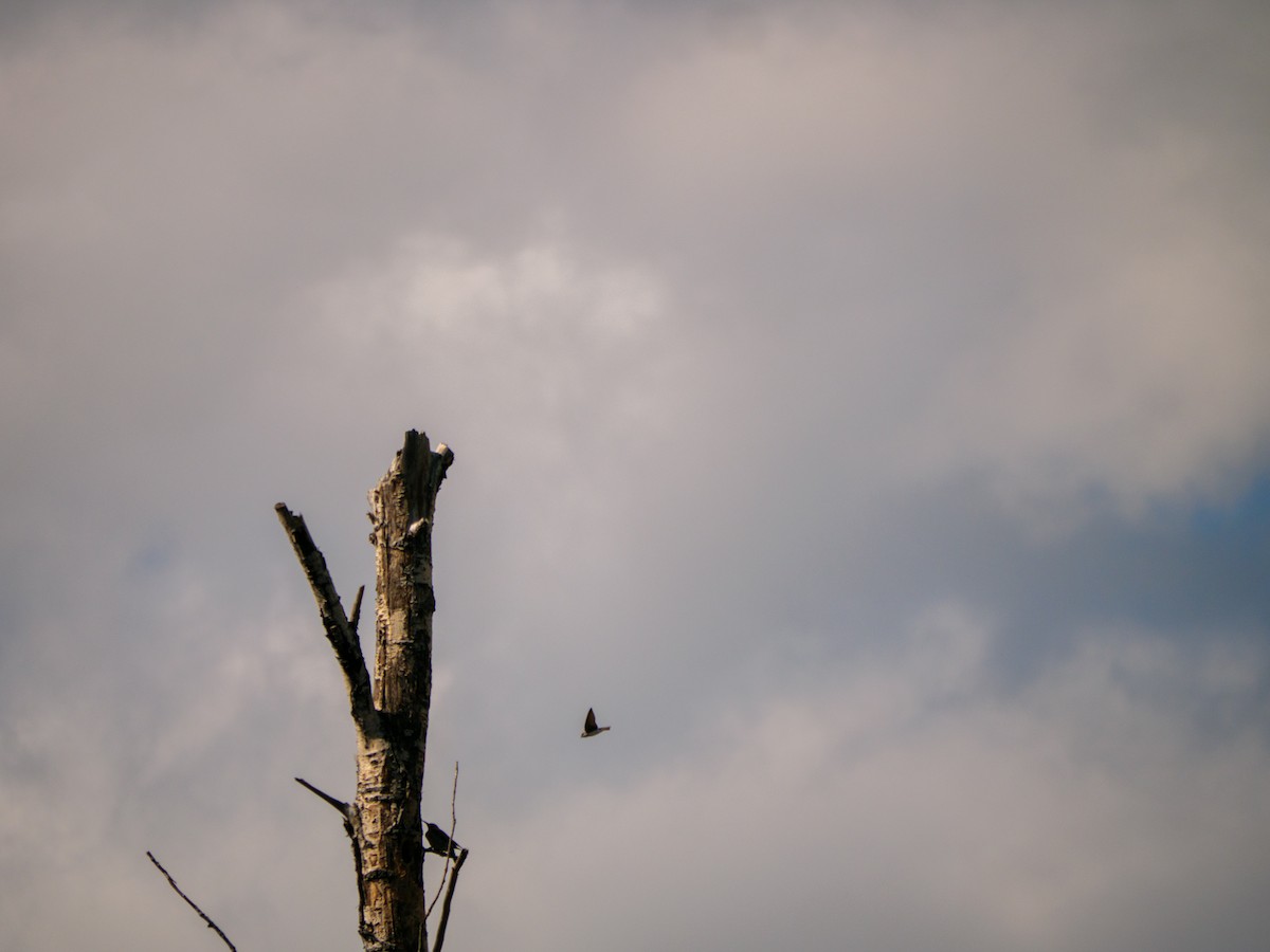 Tree Swallow - Larry Joseph