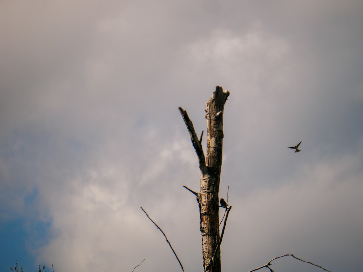 Tree Swallow - Larry Joseph