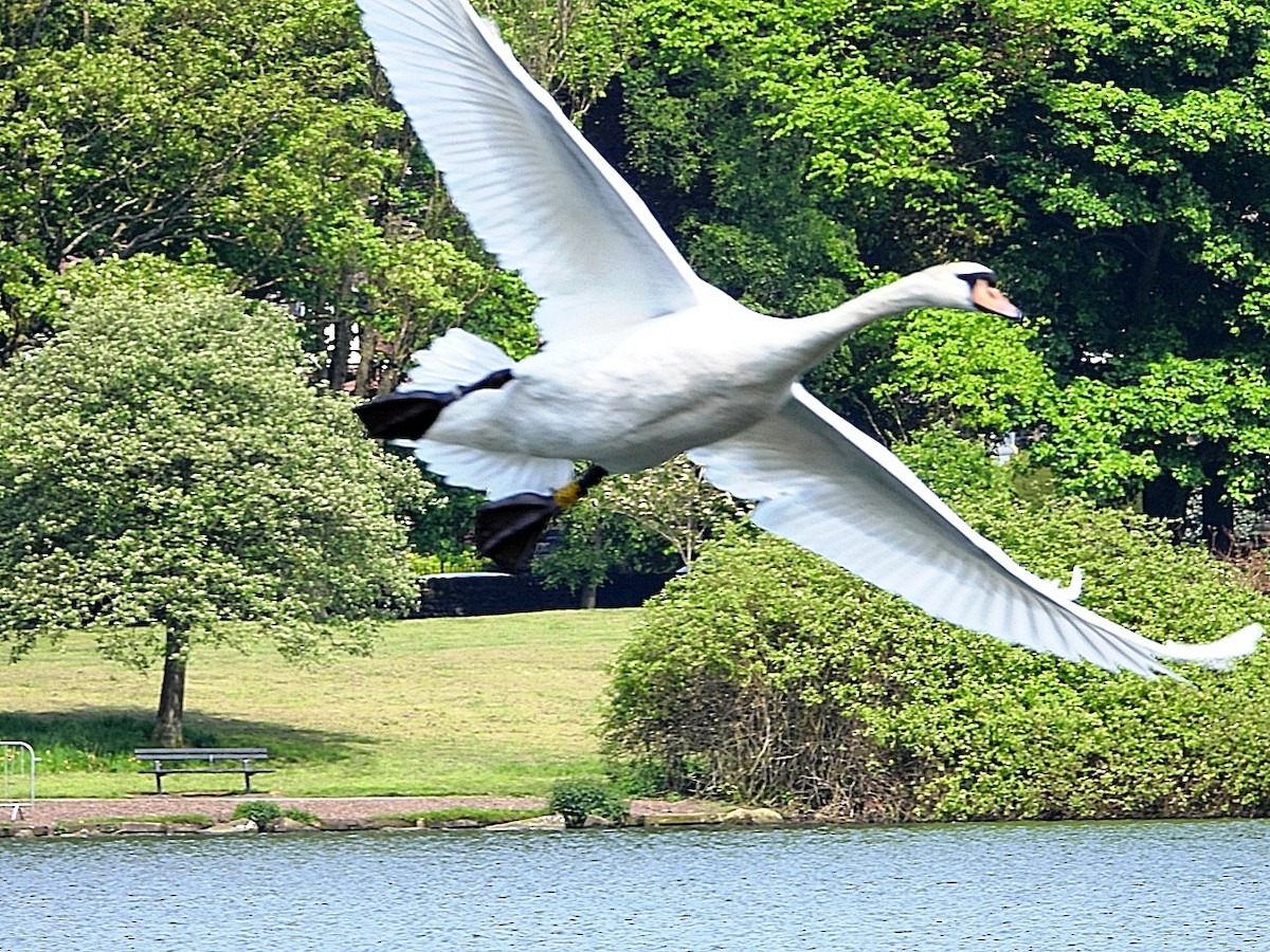 Mute Swan - ML618897190