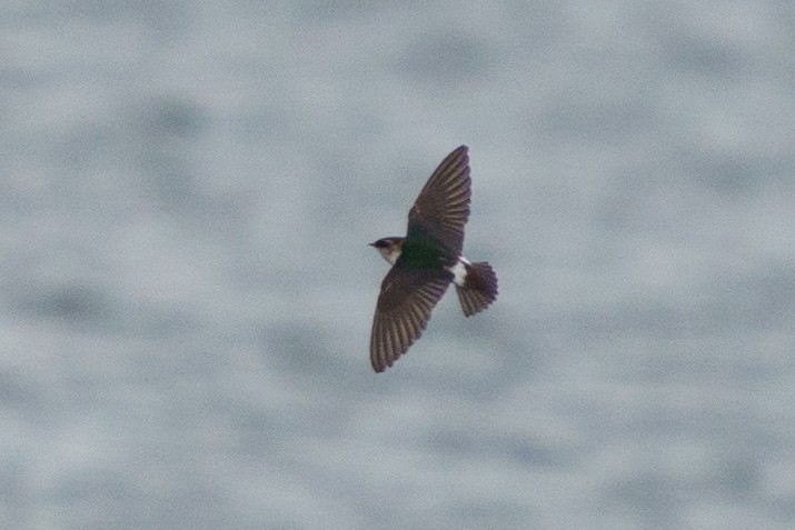 Violet-green Swallow - Conor Tompkins
