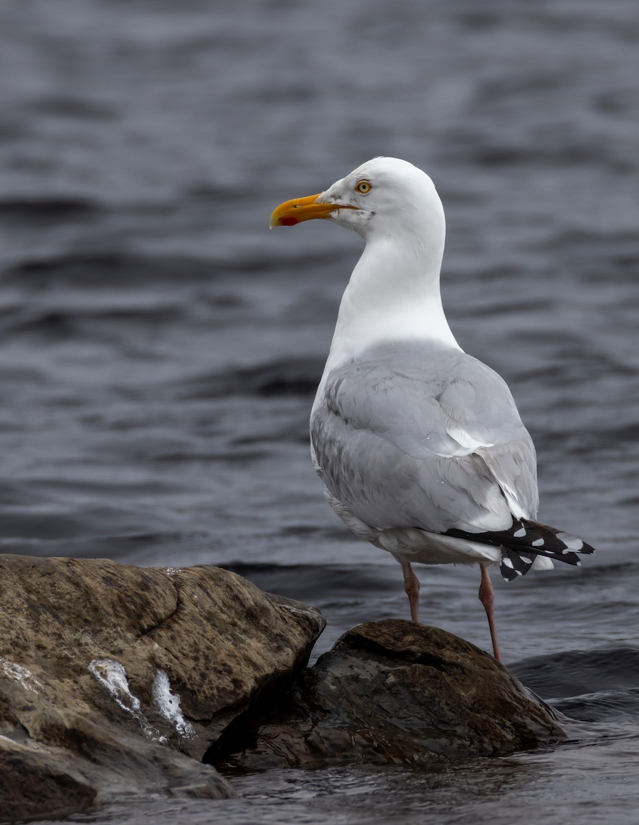 Herring Gull - ML618897193