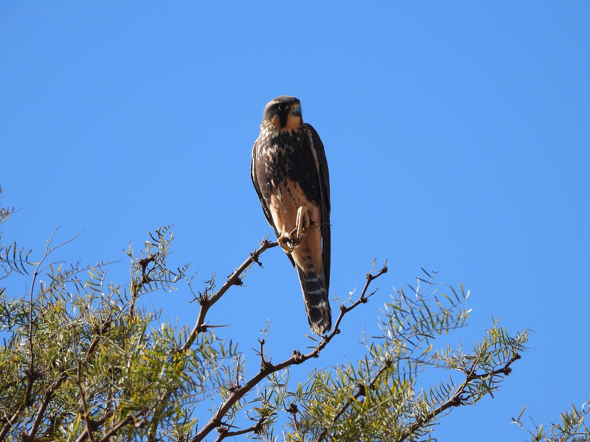 Aplomado Falcon - Saskia Hostens