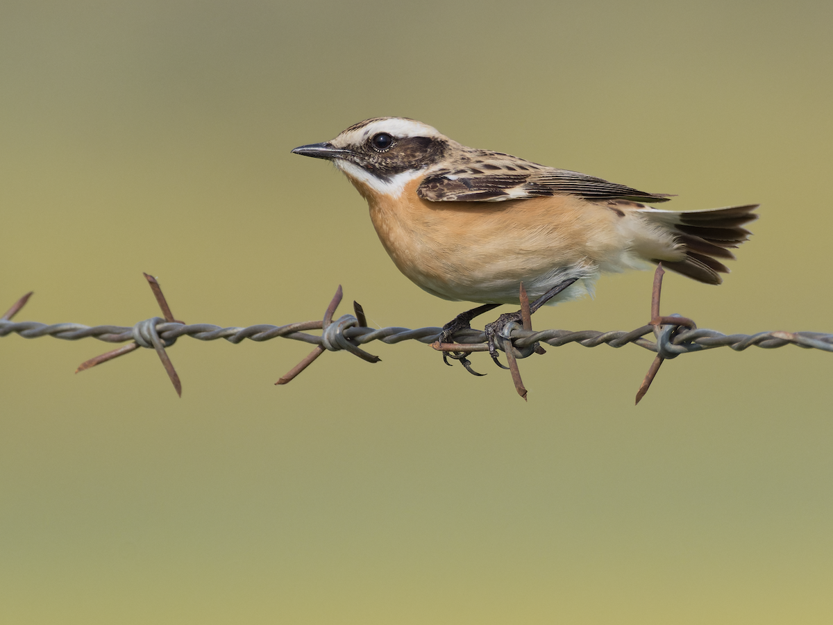 Whinchat - ML618897203