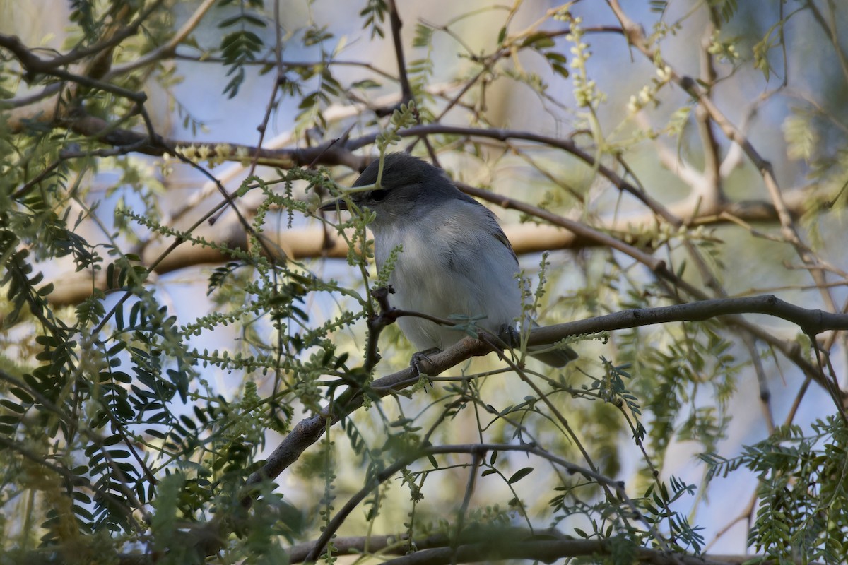 Garden Warbler - Ted Burkett