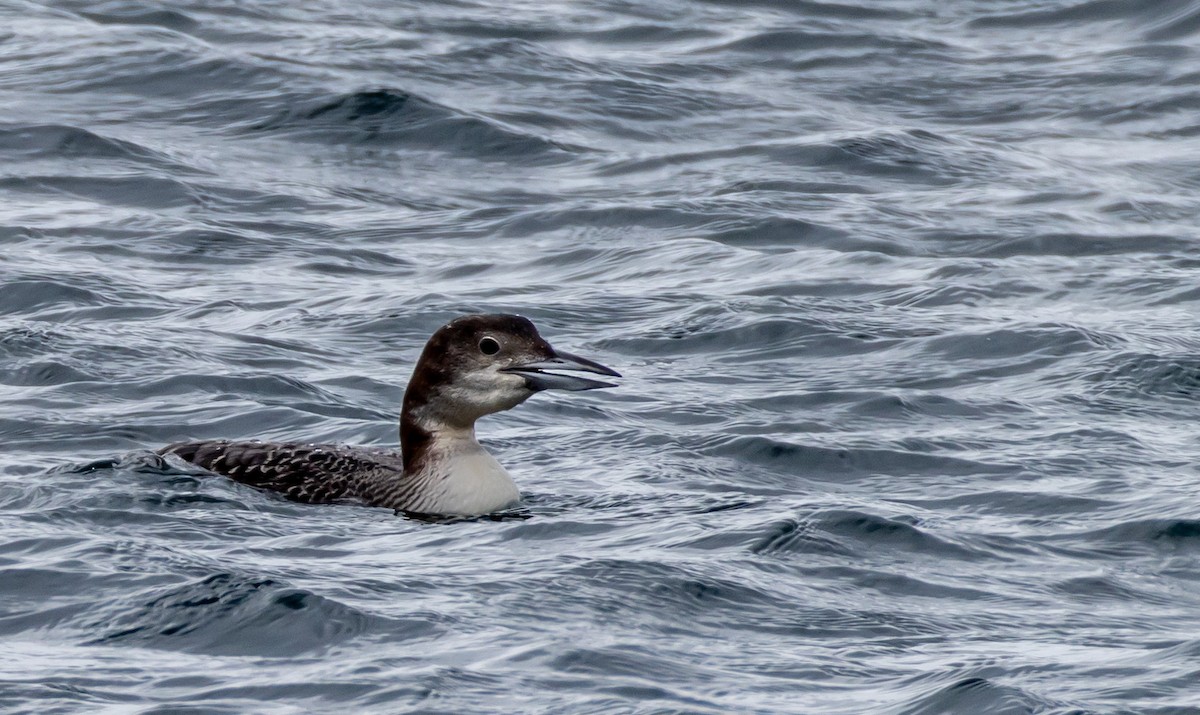 Common Loon - John Alexander