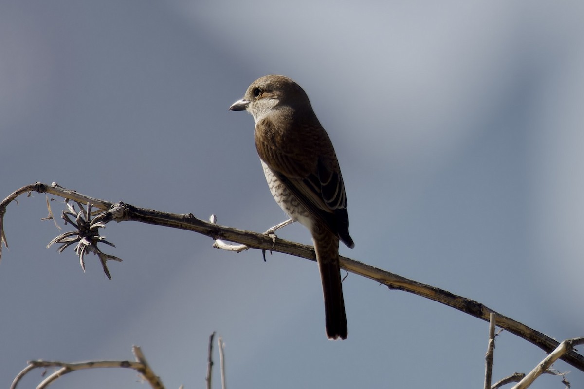 Red-backed Shrike - Ted Burkett